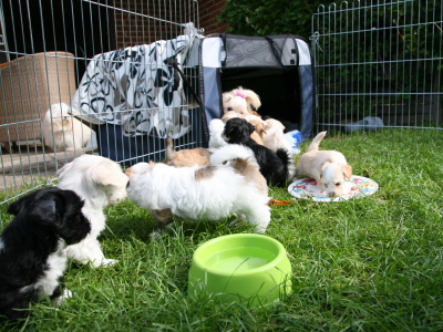 Bichon Havanais hvalpe hos Kennel Miki Nanoq